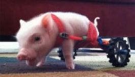 „Pótkerekeket” kapott a kétlábú malac
