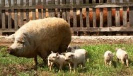 Az Egyesült Államok engedélyezte a magyar mangalica importját