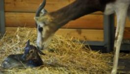 Ritka Mhorr gazella született a budapesti állatkertben