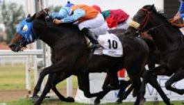 Negyedik lett Dubaiban Ostinato, a magyar versenyló 