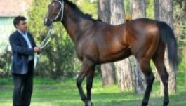 Film készült Overdose-ról, a versenylóról