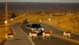 Megeheti mindenki, amit elüt Montanában