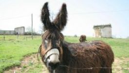 Nem is ló-, hanem szamárhúst ettek Konstanca megyében