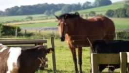 Lóhúsbotrány: a franciák feljelentik a román gyártót