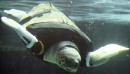 Művégtaggal úszik az álcserepesteknős