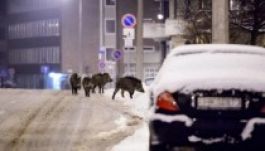 Vaddisznók lepték el a magyarországi Salgótarján utcáit