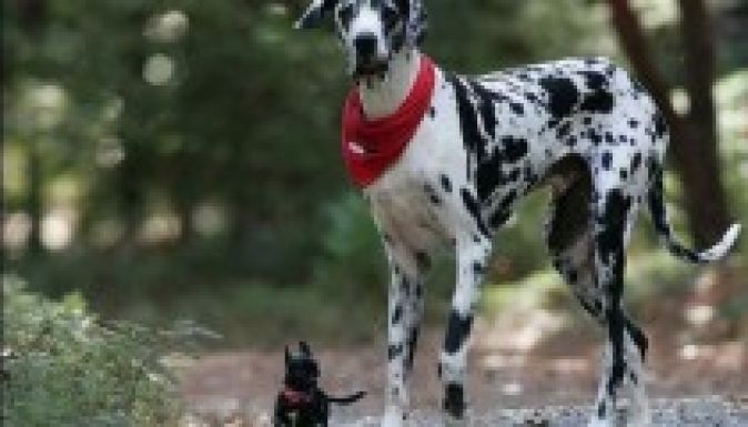 A kisebb kutyák tovább élnek