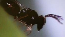 Fémdarazsakkal a narancsültetvények új kártevője ellen