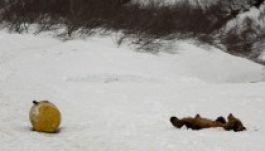 Benzingőzfüggő orosz medvék