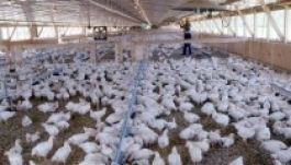 Szalmonellával fertőződött egy romániai csirkefarm