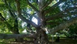 Az egri platán nyerte az Európai Év Fája versenyt