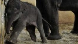 A pesti kis elefánt elköltözik Magyarországról