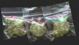 Románia legnagyobb kenderültetvényét számolták fel