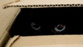 Talán mégis megleshető Schrödinger macskája