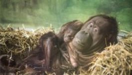 Borneói orangután született a Nyíregyházi Állatparkban