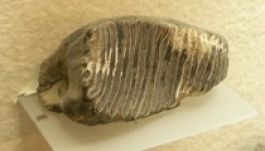 Mamutfog akadt egy rákhalász hálójába