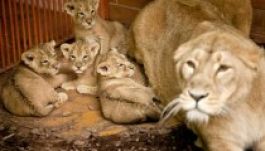 Ritka ázsiai oroszlánkölykök születtek a budapesti állatkertben