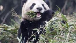 Óriáspanda kölcsönbe Kanadának