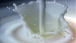 Több száz tonna szennyezett tejterméket semmisítettek meg