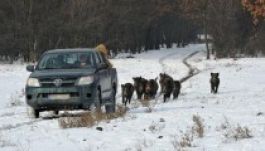 Elvadult viszonyok a hazai vadgazdálkodásban