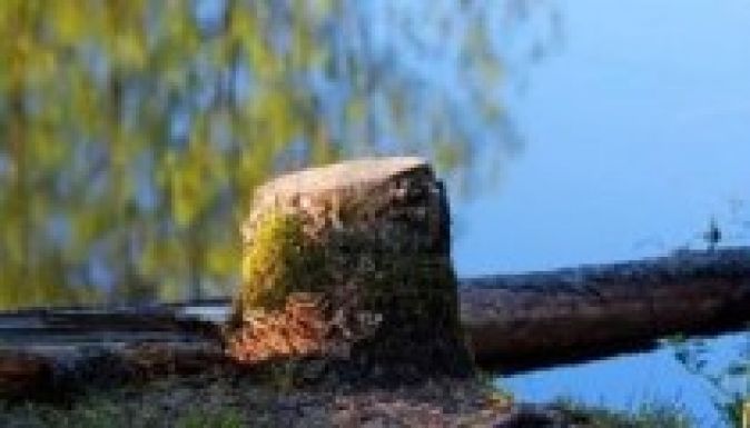 Villámcsődület a marosvásárhelyi fák megmentéséért