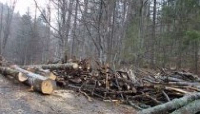 Naponta koboznak el lopott fát a Székelyföldön