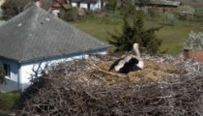 Nézzen gólyafiókákat élőben! (VIDEÓ)