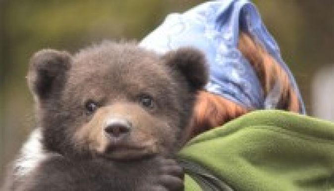 Medveóvodába került a Brassó mellett talált medvebocs