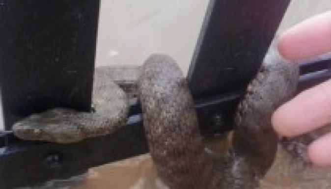 Partra tévedt vízisiklók ijesztgettek Nagyváradon a hétvégén