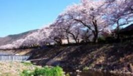 Sebességkorlátozás a cseresznyefák virágzása miatt