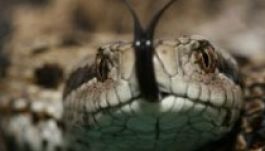 Kevés az antiviperin szérum a sürgősségi kórházaknál