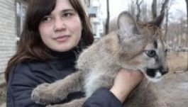 Pumakölyköket nevel otthonában egy litván lány