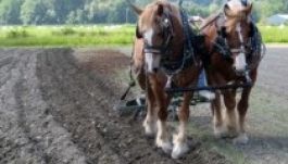 Családi farmok kialakítását támogatja a kormány