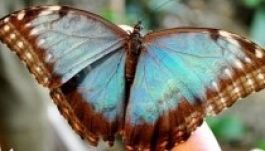 A fővárosba látogat a lepkeház