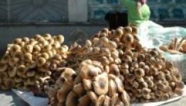 Megoldatlan a gombák szakszerű átvizsgálása