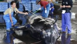 Minden idők legrosszabb szezonját zárták a japán bálnavadászok