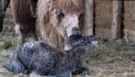 Saját otthonában neveli gondozója a tevecsikót