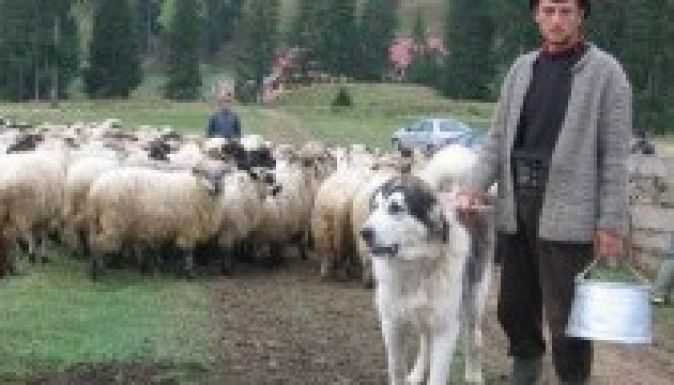 Emberre is támadnak a juhokat őrző kutyák