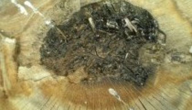 Araszol a fakivágásokat szigorító törvénytervezet