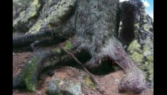 Pünkösdi koncert Márton Áron emlékére