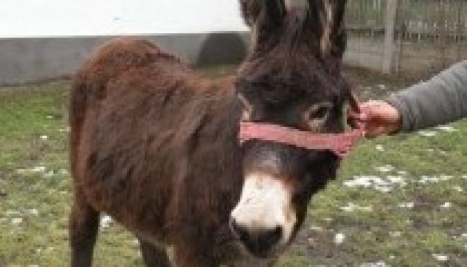 Halálhíren nevette el magát a műsorvezető