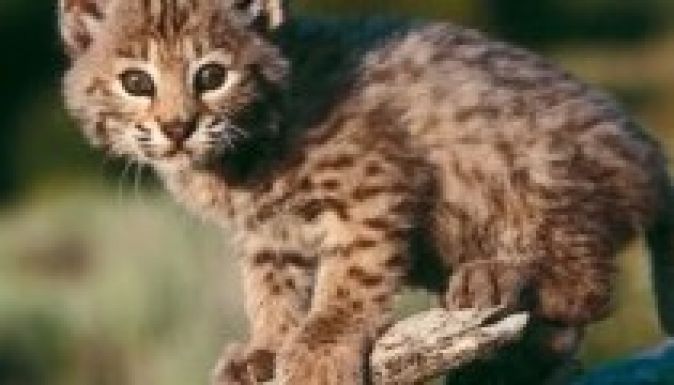 Természetvédelmi Világalap: kipusztulhatnak a vadak a Szigethegységből