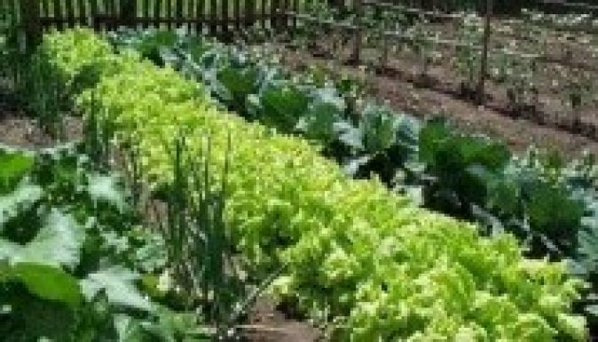 Ezentúl a háztáji veteményes is adóbevallás-köteles