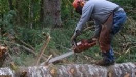 Famaffia tartja rettegésben Székelyföldet?