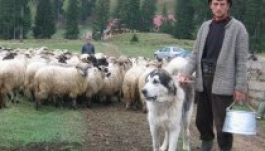 Emberre is támadnak a juhokat őrző kutyák