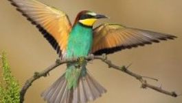 Madarak és Fák Napja a Székely Nemzeti Múzeumban