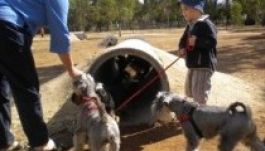 Kutyaparkokat terveznek Marosvásárhelyre