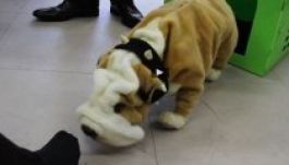 A mókás „szagkritikus” robotok segíthetnek