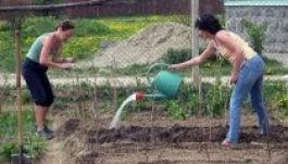 Közösségi élet virágzik az ágyások között Gyergyóban