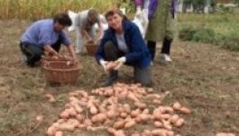 Kevesebb krumpli terem idén a szárazság miatt
